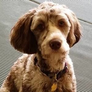 Meet your Posher, Kat